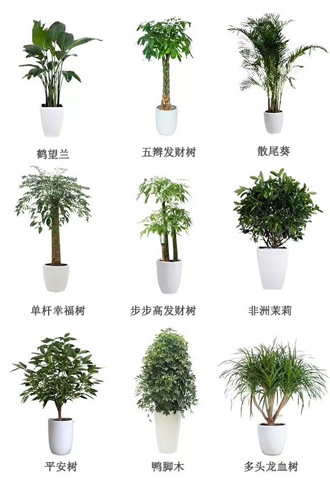 �����̻�ֲ������